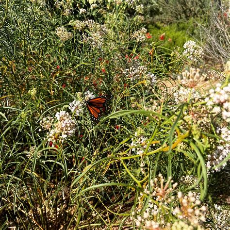 Native Plants at the Reservoirs — Silver Lake Reservoirs Conservancy