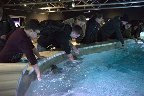 ZooLex Image - Ray feeding