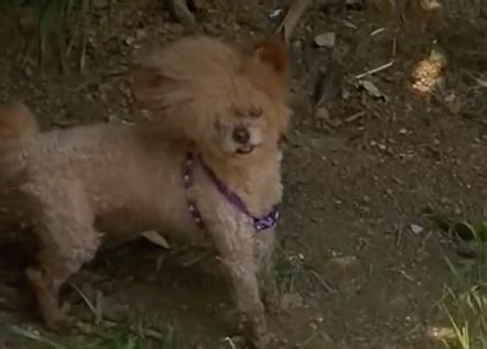 Exploding Puppy 的图像结果