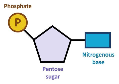 Simple Nucleotide Structure
