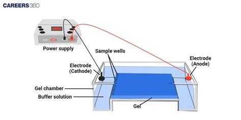 DNA Fingerprinting Examples 的图像结果