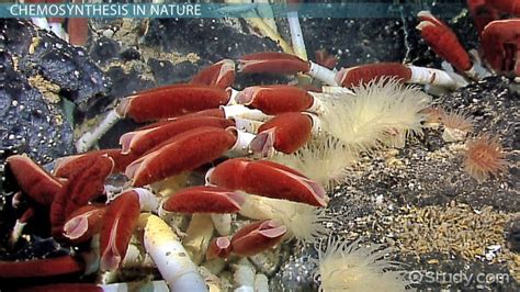 Image result for Chemosynthesis Examples