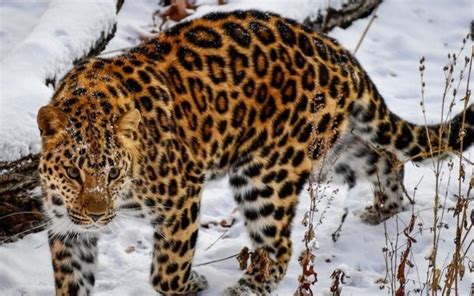 远东豹濒临灭绝的4大原因，最后一个和东北虎有关_动物