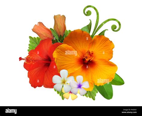 Hibiscus flowers in different colors Stock Photo - Alamy