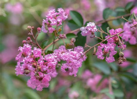How to Grow & Care for Crepe Myrtle (Lagerstroemia indica)