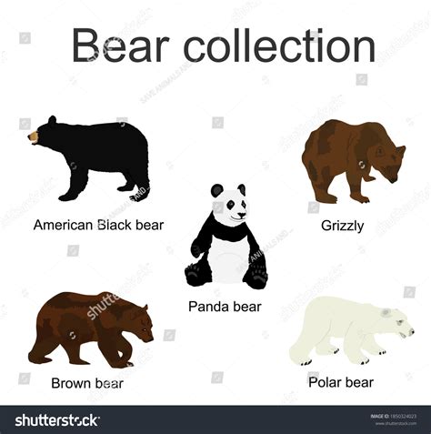 Species Of Bears