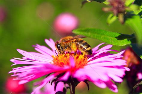 花朵上采花的蜜蜂高清图片下载-正版图片307688271-摄图网