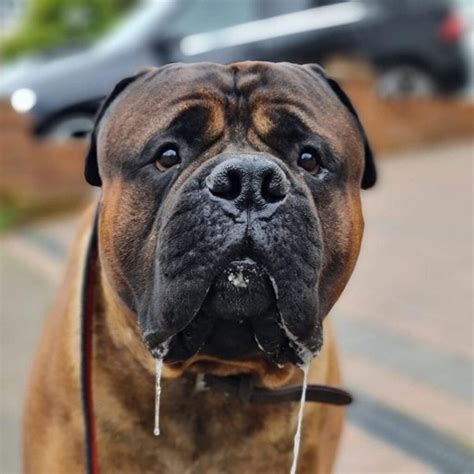 Image result for Drooling Dogs