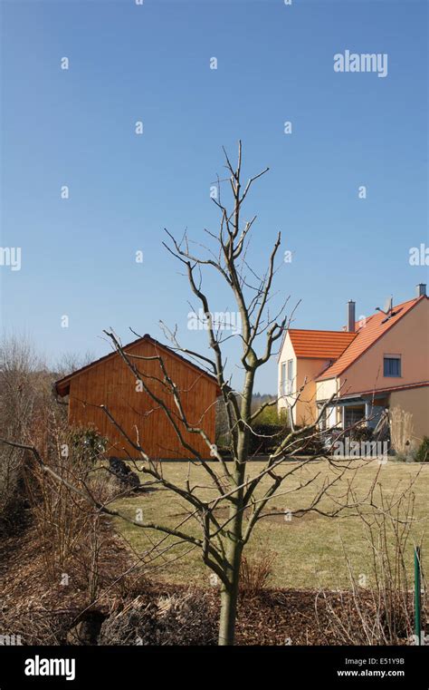 Image result for Plum Tree Pruning