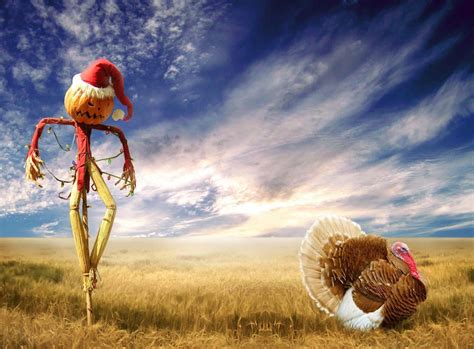 Download Funny Turkey Pictures | Wallpapers.com