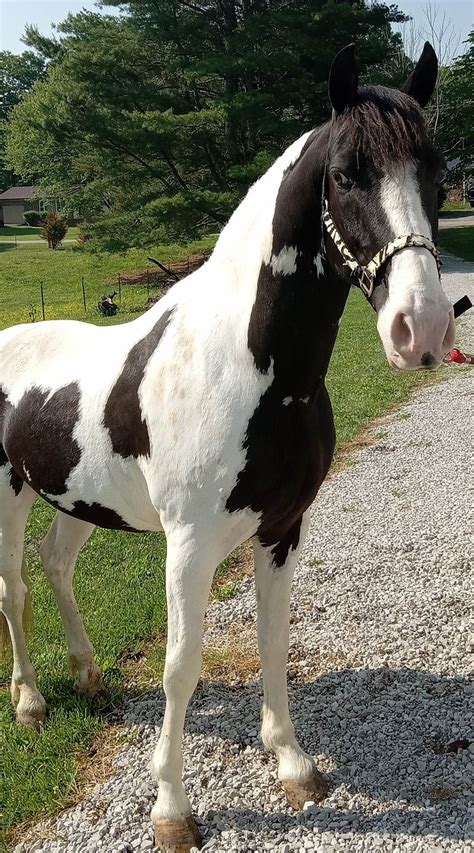 SPOTTED SADDLE HORSE ZORRO - Classic Horse Auction