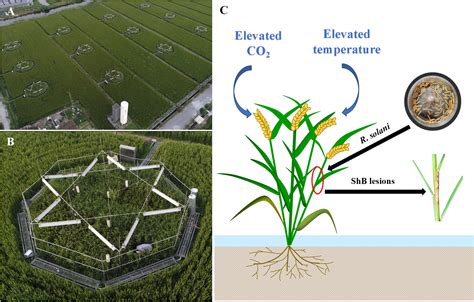 Frontiers | Elevated CO2 and temperature under future climate change increase severity of rice ...
