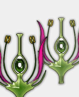 SONU ACADEMY: TEXT:REPRODUCTION IN PLANTS CLASS-VII CBSE