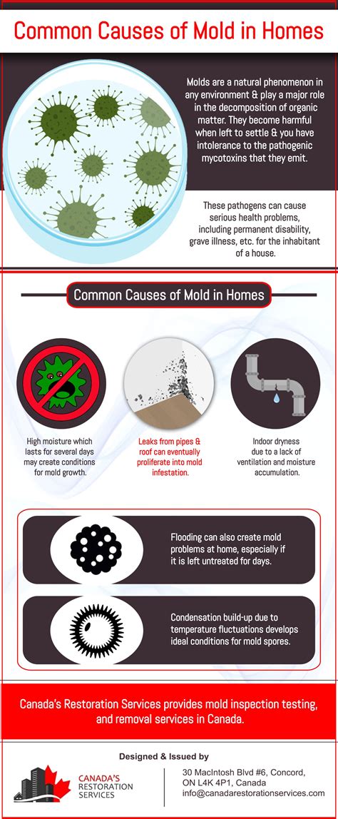 Can Plants Cause Mold On Walls And How To Fix It