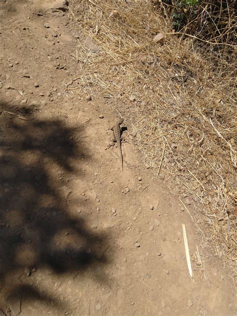 Russian Ridge Open Space Preserve