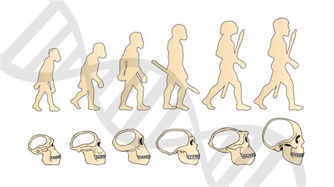 Human Evolution Science 的图像结果