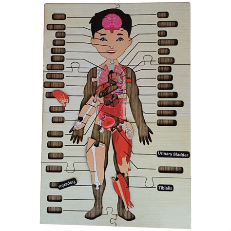 Wooden Big Floor Size Multi Combined Of Body Puzzle for Kids
