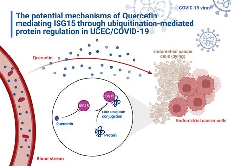 Frontiers | Discovery of therapeutic targets of quercetin for endometrial carcinoma patients ...