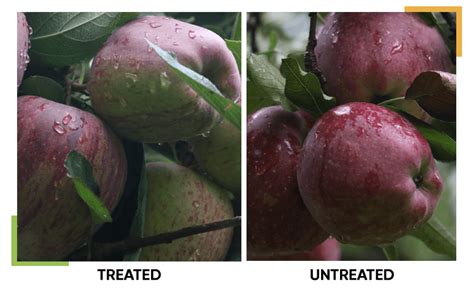 The KING MAKER - Promalin® - Promalin® Helps Shape Success for Apple ...