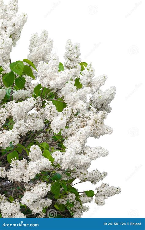 Bella Rama De Lilac Aislada En Fondo Blanco Foto de archivo - Imagen de fondo, arreglo: 241581124