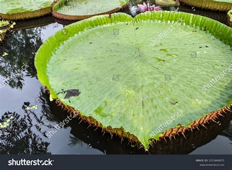 Victoria Amazonica Plants Leaves Growing Museum Stock Photo 2215668075 ...