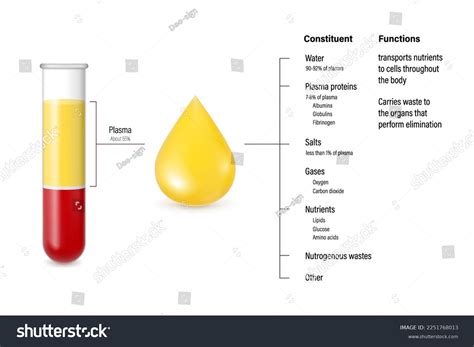 Composition Function Plasma Diagram Test Tubes Stock Vector (Royalty ...