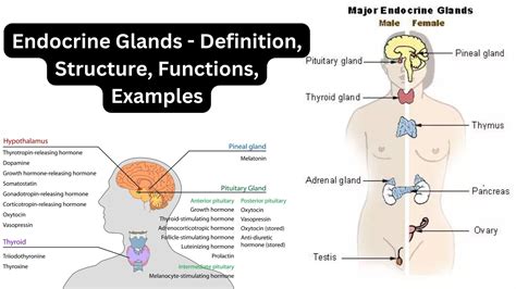 Endocrinology - Definition, History, Endocrine System - Biology Notes Online