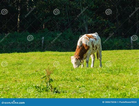 Grazing Free Range Cow on Pasture Stock Photo - Image of animals, graze ...