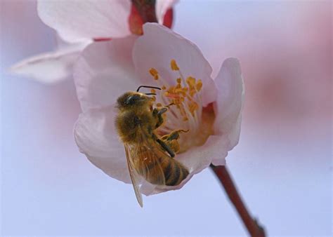 蜜蜂采花酿蜜图片素材-编号05465209-图行天下