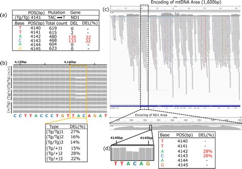 Image result for Example of mtDNA