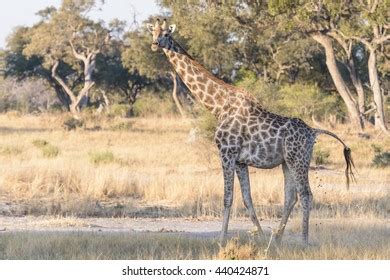 Image result for Giraffe Poop Facts