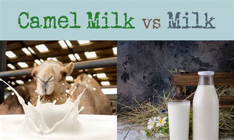 Camel Milk vs Milk: Which is Better? - The Coconut Mama