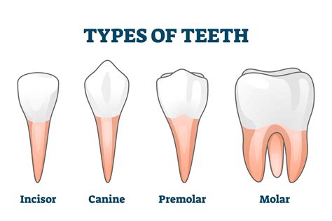 Types of Teeth, Shapes, and How to Change Them