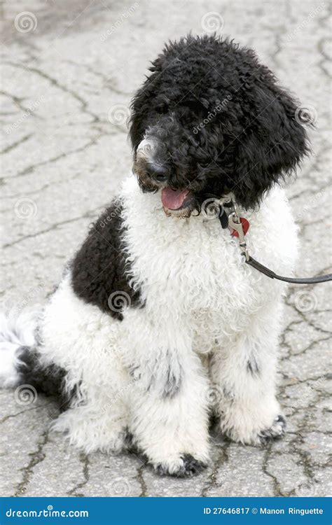 Black And White Standard Poodle Puppy Royalty Free Stock Photography ...