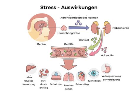 Welche Auswirkungen hat Stress?