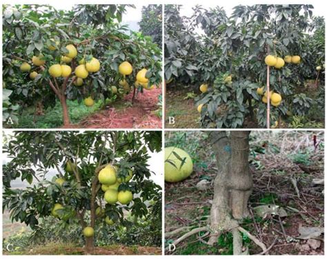 A Study of Scion Phenotypes in Pummelo Grafted onto a New Citrus ...