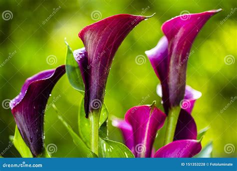 Purple Calla Lily Flower stock photo. Image of fresh - 151353228
