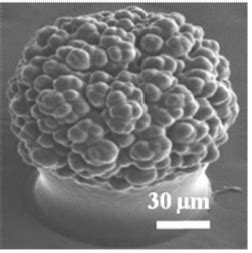 莲叶 的图像结果