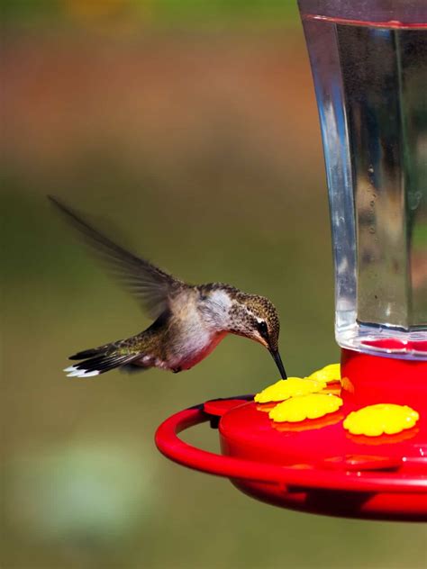 How to Choose the Best Hummingbird Feeder: Reviews, Tips, Nectar ...