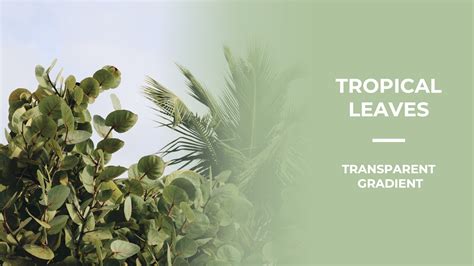 Make a picture transparent in PowerPoint (2022) | SlideLizard®