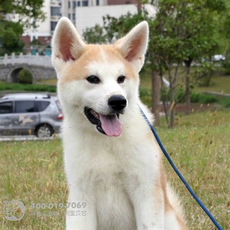 【日本文化】日本犬又點只得柴犬同秋田犬！您一定要識嘅5種日本犬品種