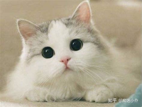 可爱小猫起名-给猫咪起名字-名字大全_猎名网
