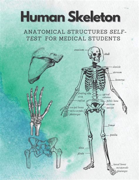 Human Skeleton Anatomical Structures Self Test For Medical Students ...