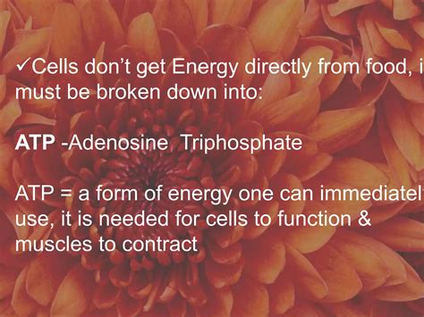 Human Energy System Chart 的图像结果