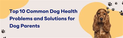 10 Common Dog Health Problems Every Pet Parent Should Know – K9 Vitality