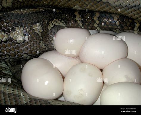Image result for Python Laying Eggs