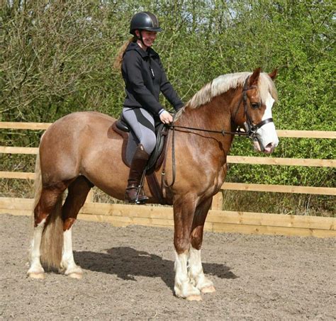 Welsh cob horse – Artofit