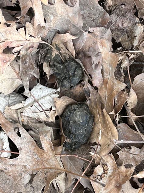 Coyote scat? Not sure if they are from the same animal. Western pa. : r ...