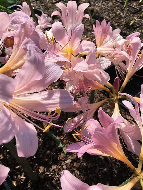 Pink Beautiful Lycoris Spider Lilies Bulbs Radiata Hurricane Lily ...