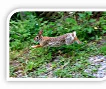Image result for Wild Rabbit Nest in Yard